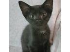 Adopt Fudge a All Black Domestic Shorthair / Mixed cat in Fort Worth