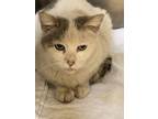 Adopt Nosy a White Domestic Shorthair / Domestic Shorthair / Mixed cat in