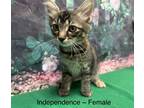 Adopt Independence a Brown Tabby Domestic Shorthair (short coat) cat in