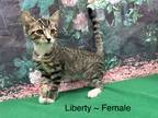 Adopt Liberty a Tan or Fawn (Mostly) Domestic Shorthair (short coat) cat in