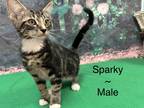 Adopt Sparky a Tan or Fawn Tabby Domestic Shorthair (short coat) cat in