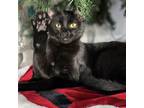 Adopt Lady Amethyst a All Black Domestic Shorthair / Mixed cat in Fort Worth