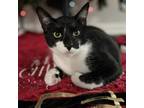 Adopt Lord Topaz a All Black Domestic Shorthair / Mixed cat in Fort Worth