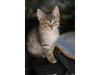 Adopt Leonardo DiCatrio a Brown Tabby Tabby (medium coat) cat in Acton