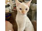 Adopt Prince Harry a White Siamese / Domestic Shorthair / Mixed cat in Fort