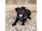 Adopt Burrito a Black Mixed Breed (Medium) / Mixed dog in Houston, TX (38532671)