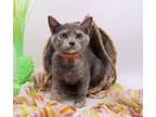 Adopt Penny XI a Domestic Shorthair / Mixed cat in Muskegon, MI (38532409)