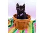 Adopt Quackers III a All Black Domestic Shorthair / Mixed cat in Muskegon