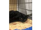Adopt Paprika a All Black Domestic Shorthair / Domestic Shorthair / Mixed cat in