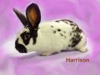 Adopt Harrison a White Other/Unknown / Mixed (short coat) rabbit in Harrisburg