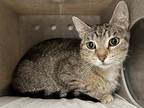 Adopt Reeva a Brown Tabby Domestic Shorthair (short coat) cat in Powell
