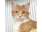 Adopt Crayola a Orange or Red Tabby Domestic Shorthair (short coat) cat in St.