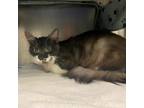 Adopt Blarney a Gray or Blue Domestic Mediumhair / Domestic Shorthair / Mixed