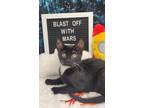 Adopt Mars a Black (Mostly) Domestic Shorthair (short coat) cat in Ocean
