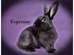 Adopt Espresso a Other/Unknown / Mixed rabbit in Harrisburg, PA (36025149)