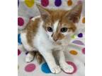 Adopt Apricot a White (Mostly) Domestic Shorthair (short coat) cat in Hammond