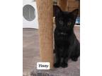 Adopt Tiny a All Black Domestic Shorthair / Domestic Shorthair / Mixed cat in