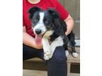 Adopt Bailey a Black - with White Australian Shepherd / Mixed dog in