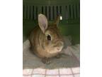 Adopt Palapllam a Chocolate Other/Unknown / Mixed rabbit in Montreal