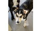 Adopt Tippy a Tricolor (Tan/Brown & Black & White) Husky / Cattle Dog / Mixed