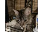 Adopt Clover a Gray or Blue Domestic Shorthair / Mixed cat in League City