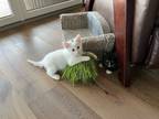 Adopt Spicy a White (Mostly) Domestic Shorthair (short coat) cat in Grand