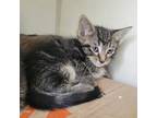 Adopt Geometry a Brown or Chocolate Domestic Shorthair / Mixed cat in