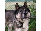 Adopt Toby a Tricolor (Tan/Brown & Black & White) Siberian Husky / Akita / Mixed