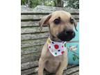 Adopt Wilma a Tan/Yellow/Fawn - with Black Shepherd (Unknown Type) / Mixed dog