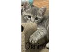 Adopt Denim a Gray, Blue or Silver Tabby Domestic Shorthair (short coat) cat in