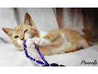 Adopt Pimento a Orange or Red Tabby Domestic Shorthair (short coat) cat in