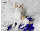 Adopt Jumanji a Orange or Red (Mostly) Domestic Shorthair (short coat) cat in
