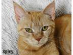 Adopt Spicy a Orange or Red Tabby Domestic Shorthair (short coat) cat in Warner