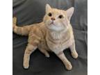 Adopt Archimedes a Orange or Red Domestic Shorthair / Mixed cat in St.