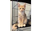 Adopt Marrow a Domestic Shorthair / Mixed (long coat) cat in Oakdale
