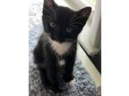 Adopt Freddie a Black & White or Tuxedo Domestic Shorthair (short coat) cat in
