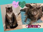 Adopt Samantha & Smokie a Calico or Dilute Calico Domestic Shorthair (short