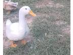 Adopt Quackers a White Duck bird in Magnolia, TX (38529603)
