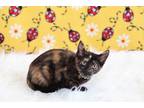 Adopt Prada a Tortoiseshell Domestic Shorthair (short coat) cat in Overland