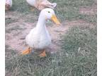 Adopt Waddles a White Duck bird in Magnolia, TX (38529573)