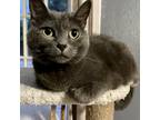 Adopt Integra a Gray or Blue Domestic Shorthair (short coat) cat in Arlington/Ft