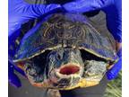 Adopt Curt a Turtle - Water reptile, amphibian, and/or fish in El Cajon