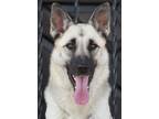 Adopt Chloe von Penzer a Tan/Yellow/Fawn - with Black German Shepherd Dog /