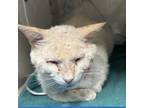 Adopt Ken a White Domestic Shorthair / Mixed cat in Yuma, AZ (38529259)