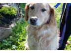 Adopt Champ a Tan/Yellow/Fawn Golden Retriever / Mixed dog in Greensboro