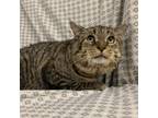 Adopt Parachute a Brown or Chocolate Domestic Shorthair / Mixed cat in