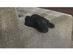 Adopt Gunner a Black - with White Labrador Retriever / Mixed dog in Magnolia
