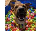 Adopt Freedom a Brown/Chocolate Labrador Retriever / Mixed dog in Kanab