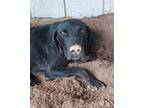 Adopt Mia a Black - with Tan, Yellow or Fawn Coonhound (Unknown Type) / Labrador