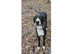 Adopt Daisy a Black - with White Great Dane / Mixed dog in Magnolia